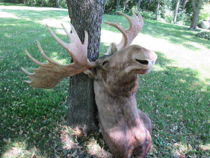 Large Moose Mount