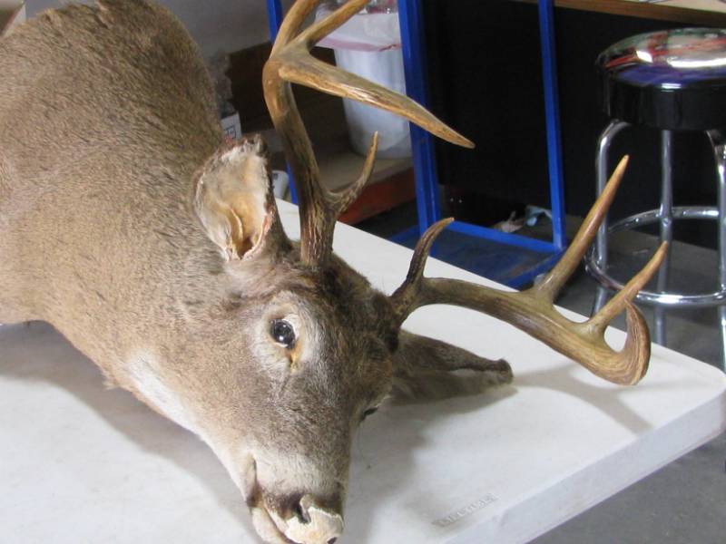 lot 44 image: Deer Head Mount