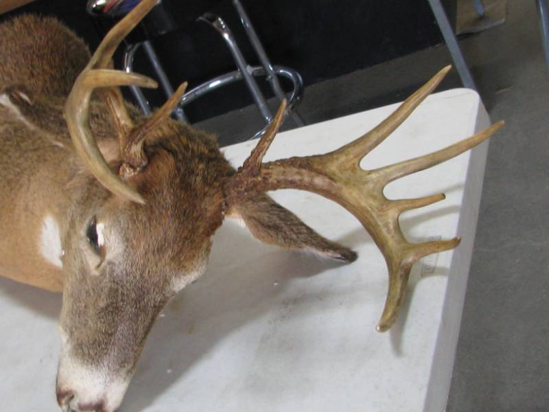 lot 45 image: Deer Head Mount