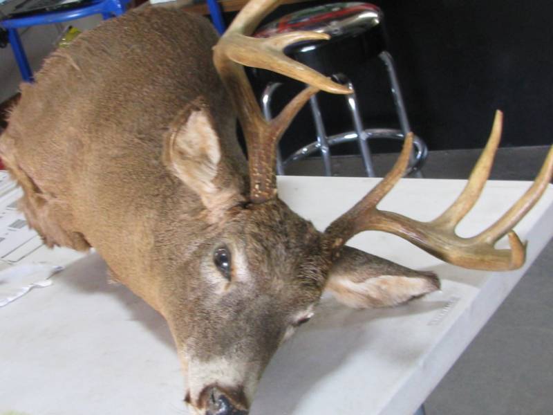 lot 46 image: Deer Head Mount