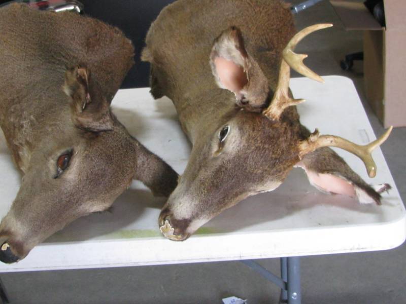 lot 47 image: Deer Head Mounts