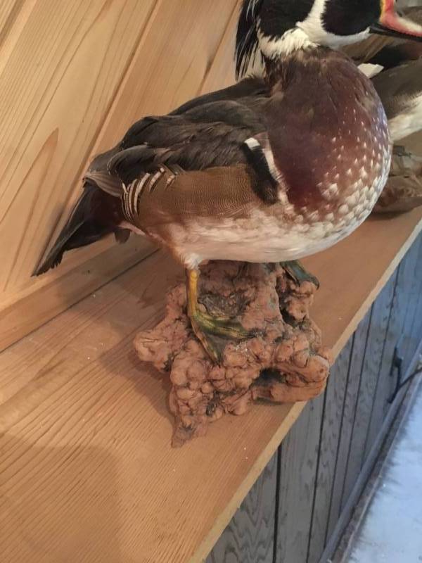 lot 228 image: Wood Duck Mount