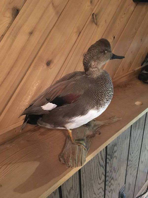 lot 229 image: Duck Mount