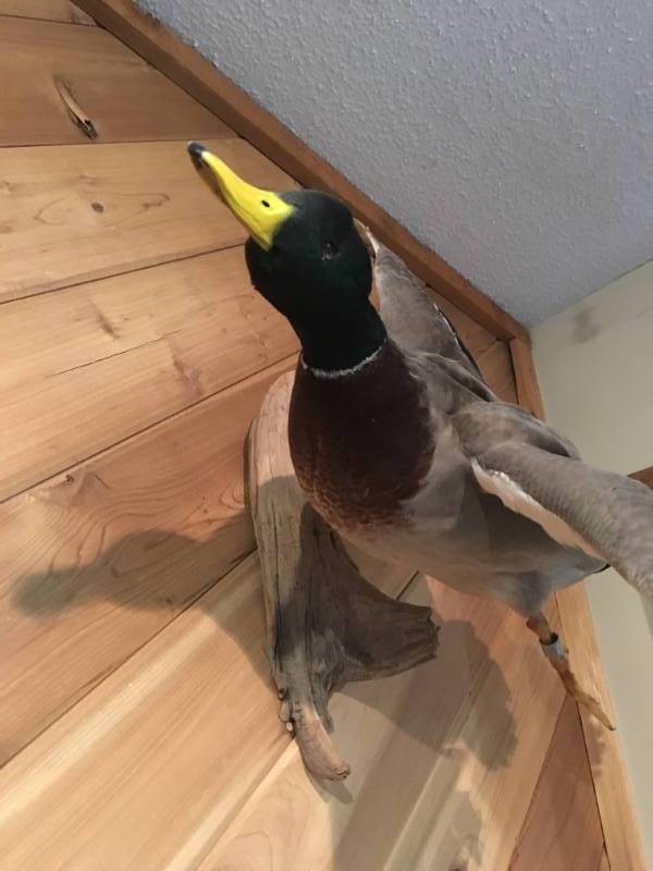 lot 230 image: Duck Wall Mount - Mallard