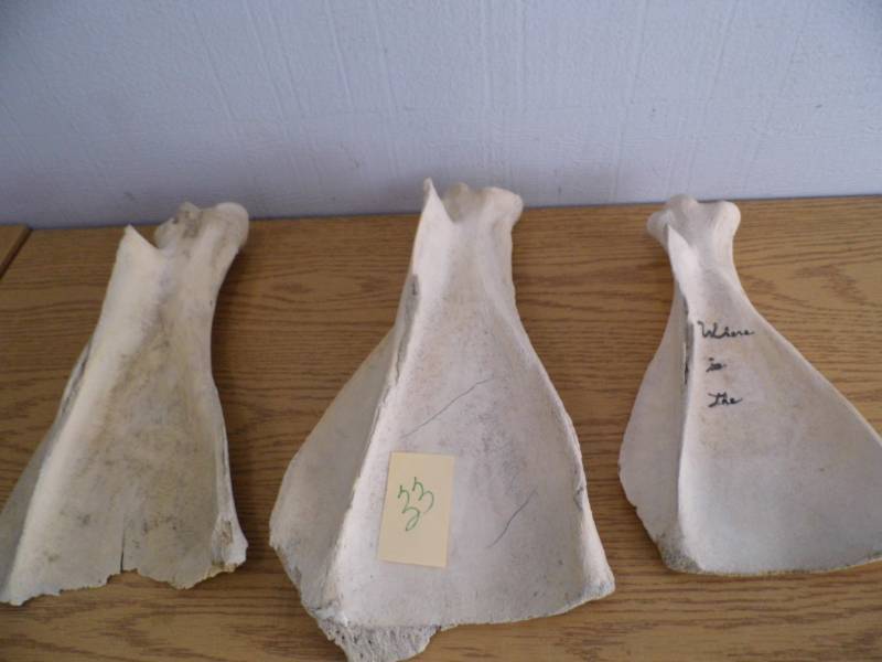 Animal Shoulder Blades