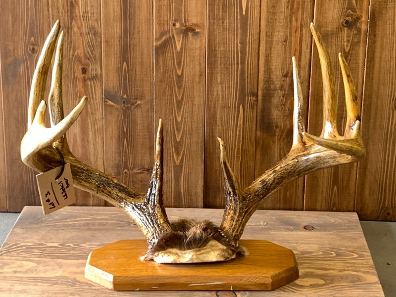 lot 3 image: 10-Point Whitetail Deer Mount
