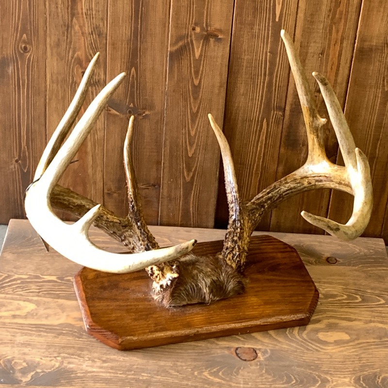 lot 4 image: 10-Point Whitetail Deer Mount