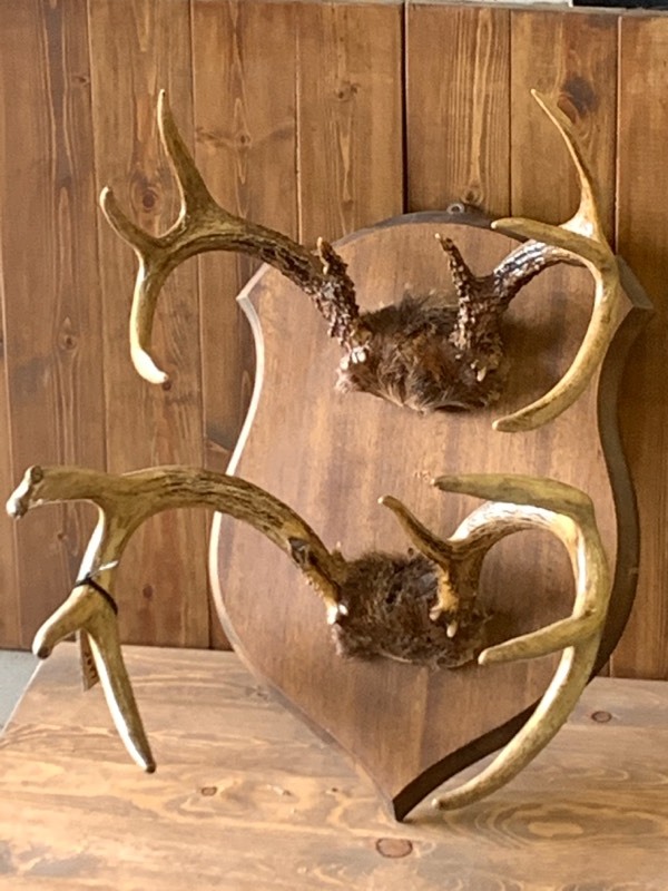 lot 5 image: Two-Antler Set Whitetail Deer Mount