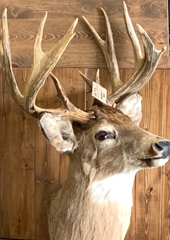 lot 1 image: 10-Point Whitetail Deer Mount