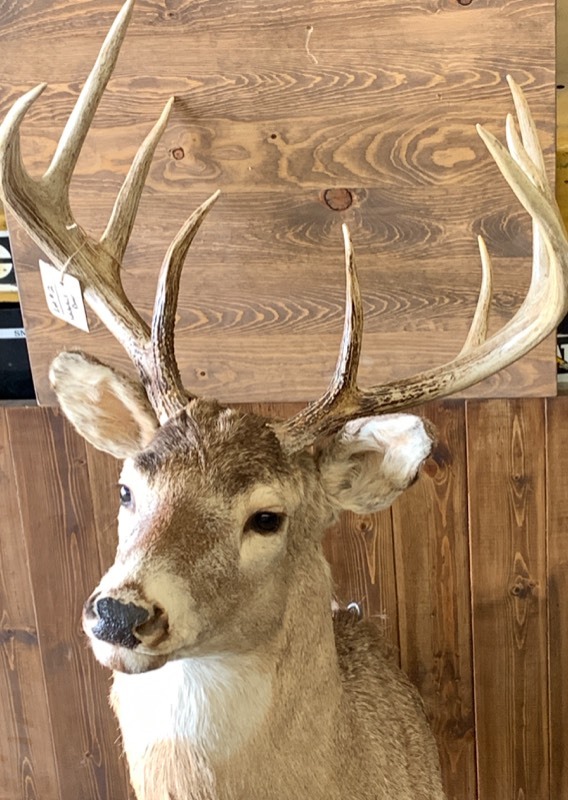 lot 2 image: 9-Point Whitetail Deer Mount