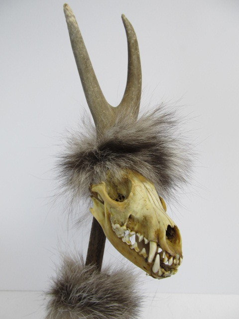 lot 310 image: Native American Style Genuine Animal Hide Leather Fur Skull & Antler Rattle