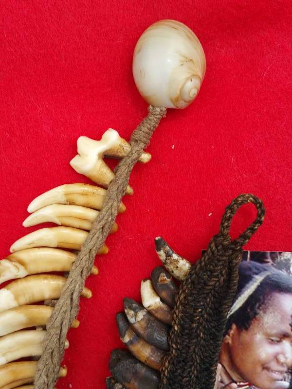 lot 404 image: (2) Dani Tribe Ceremonial Animal Tooth Necklaces