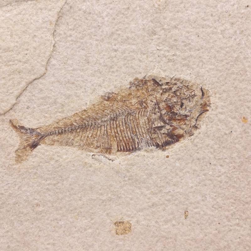 lot 603 image: Knightia Fossil Fish Green River Formation Wyoming Framed