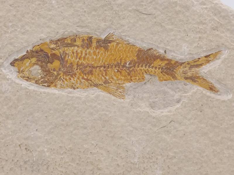 lot 604 image: Knightia Fossil Fish Green River Formation Wyoming