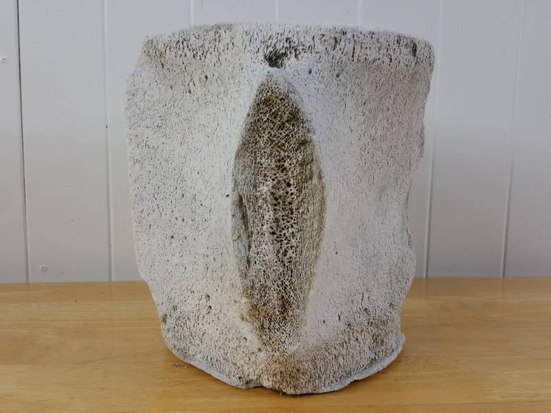 lot 602 image: Large Fossilized Pre-Historic Whale Vertebrae