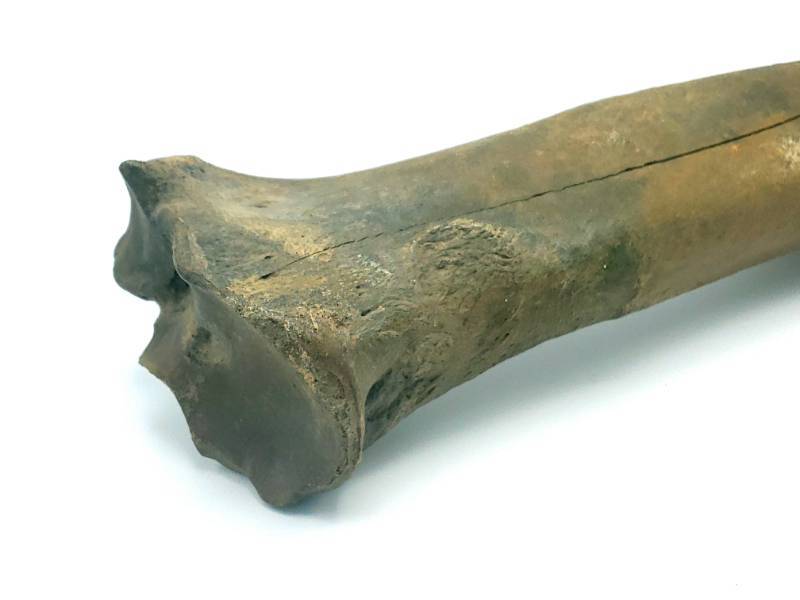 lot 602A image: Large Extinct Giant Bison Fossil Bone