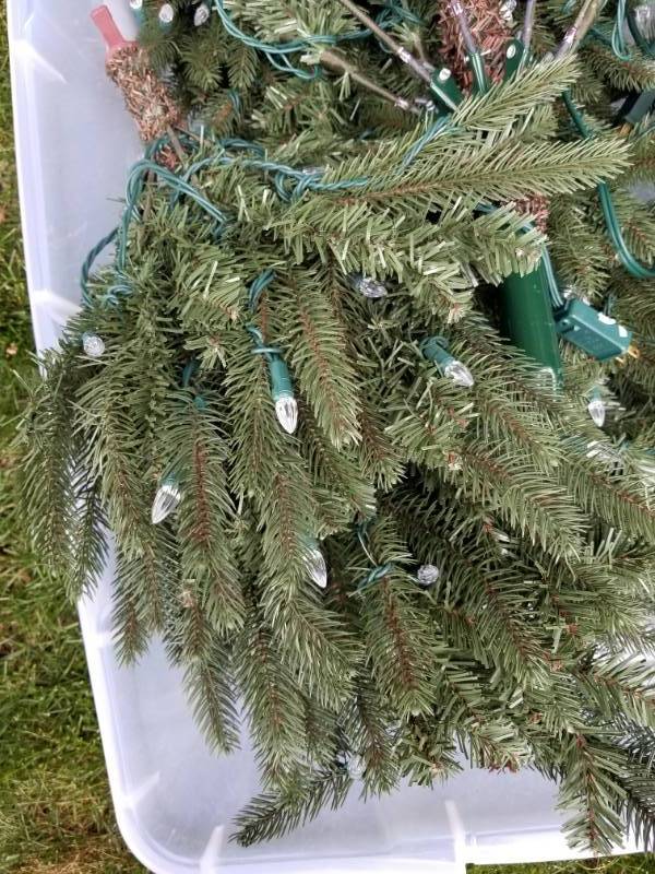 lot 57 image: Christmas Trees