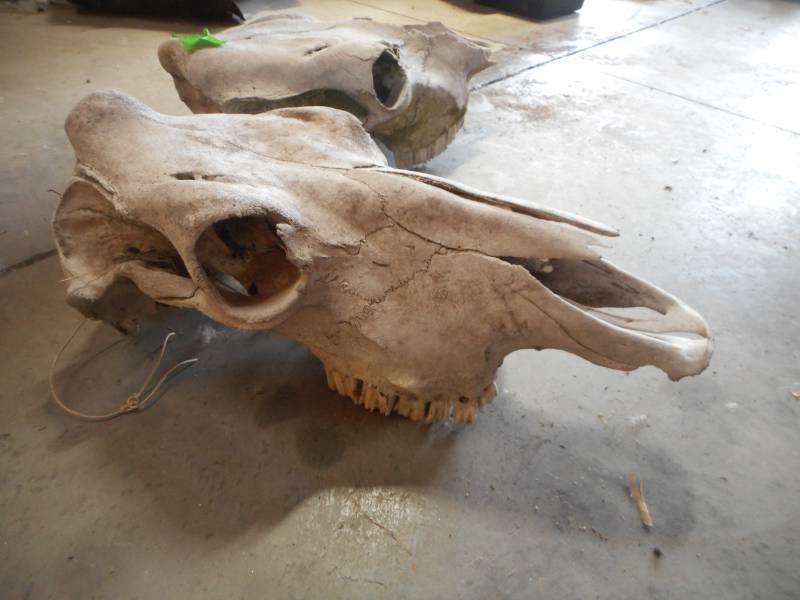 lot 26 image: Cow Skulls