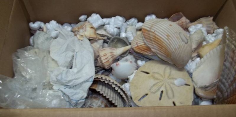 lot 55 image: Seashells