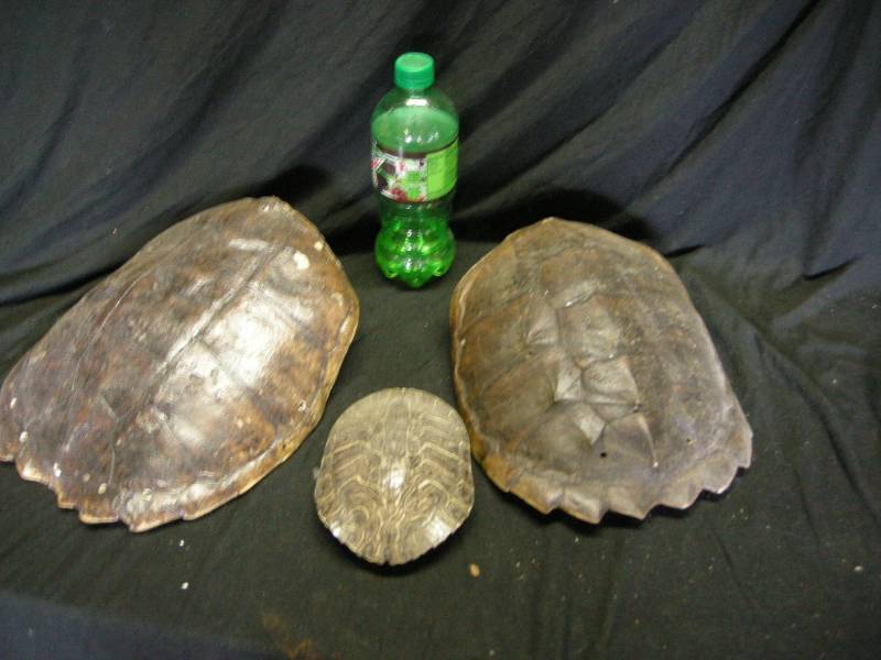 lot 87 image: 3 Turtle Shell Pieces