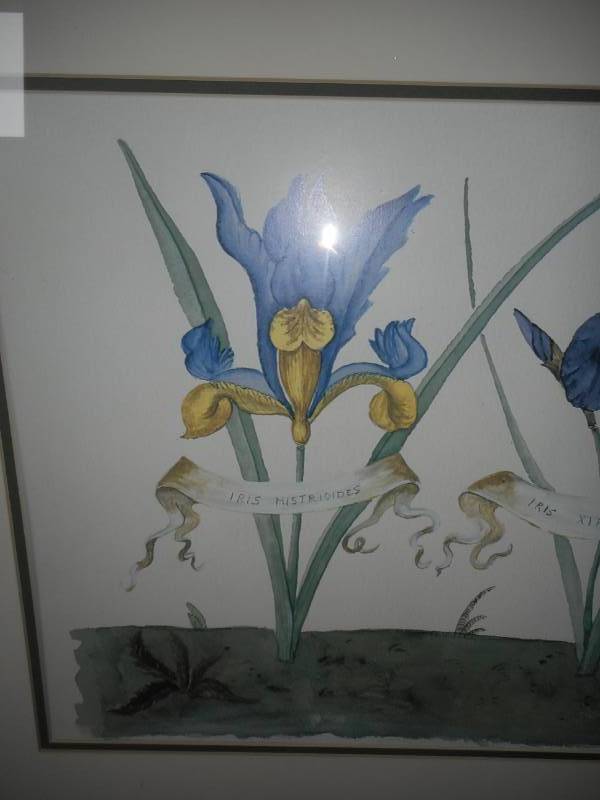 Framed Print