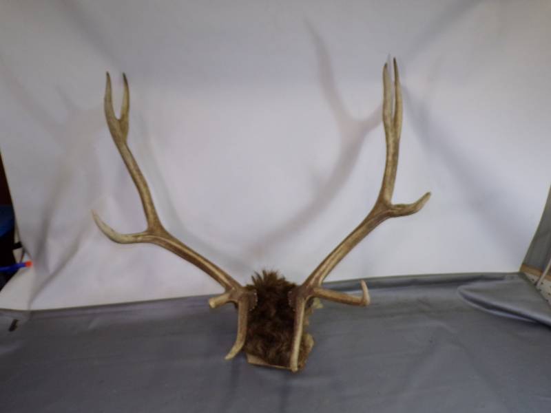 lot 115 image: Elk Antler Mount