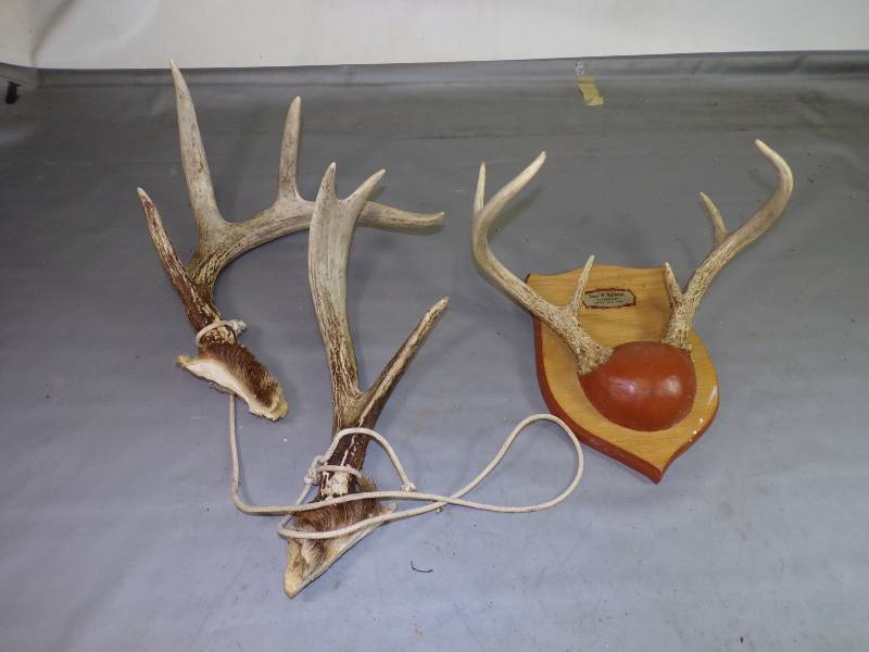 lot 116 image: Antler Mount and Antlers