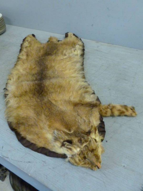 lot 72 image: Bobcat Pelt