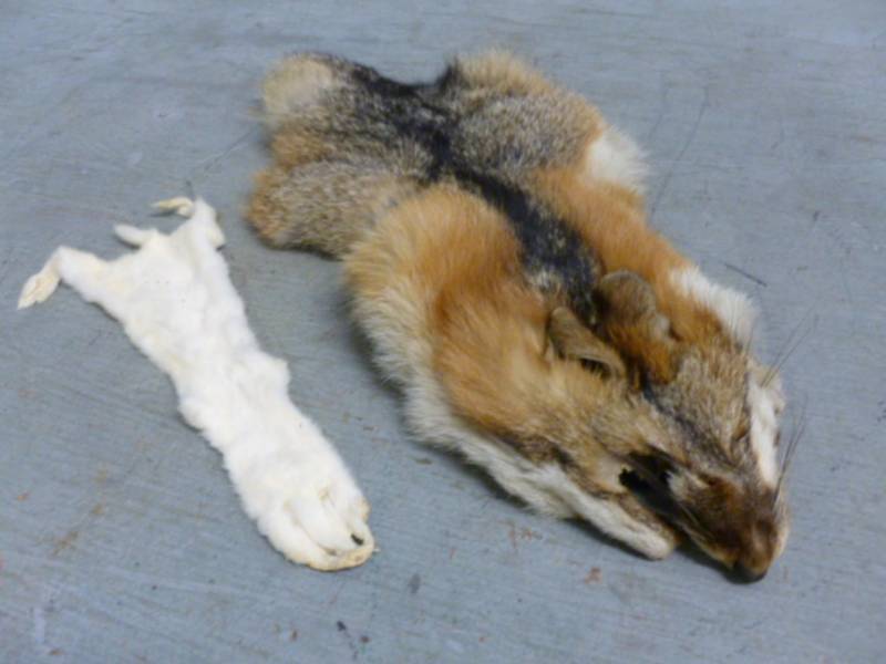 lot 73 image: Rabbit Pelt