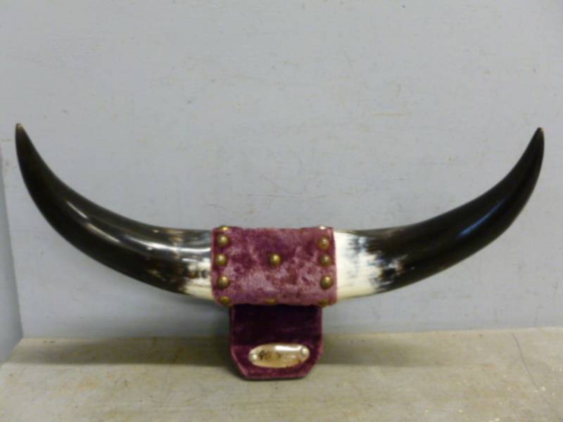 lot 178 image: Bull Horns