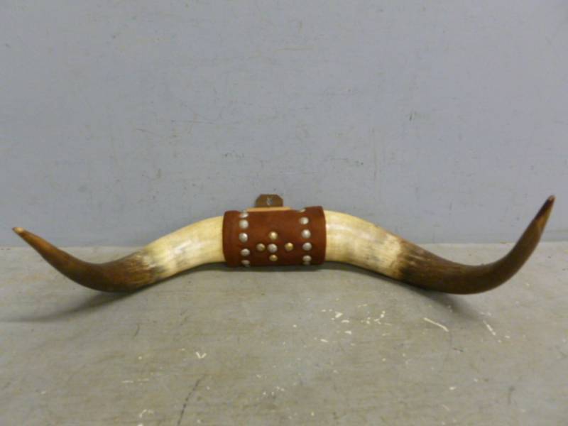 lot 179 image: Bull Horns