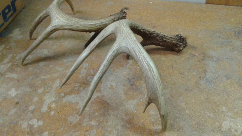 lot 84 image: Pair Of Five Point Deer Antlers