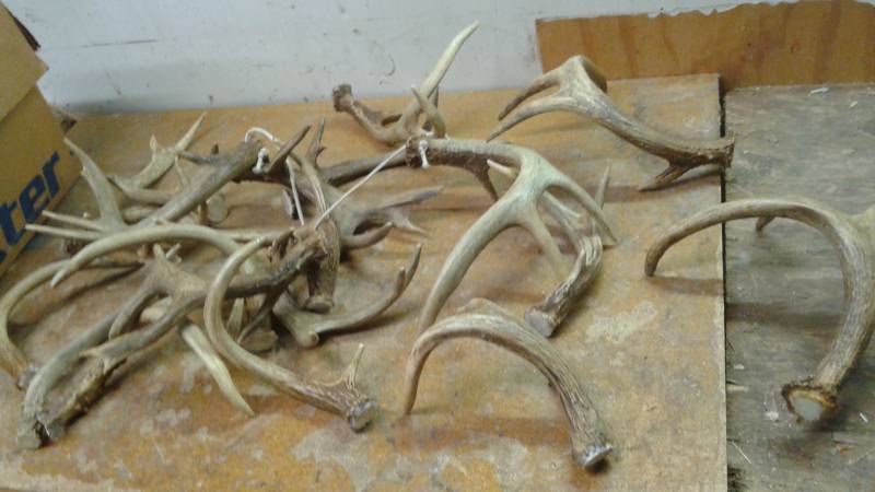 lot 85 image: Large Lot Of Deer Antlers