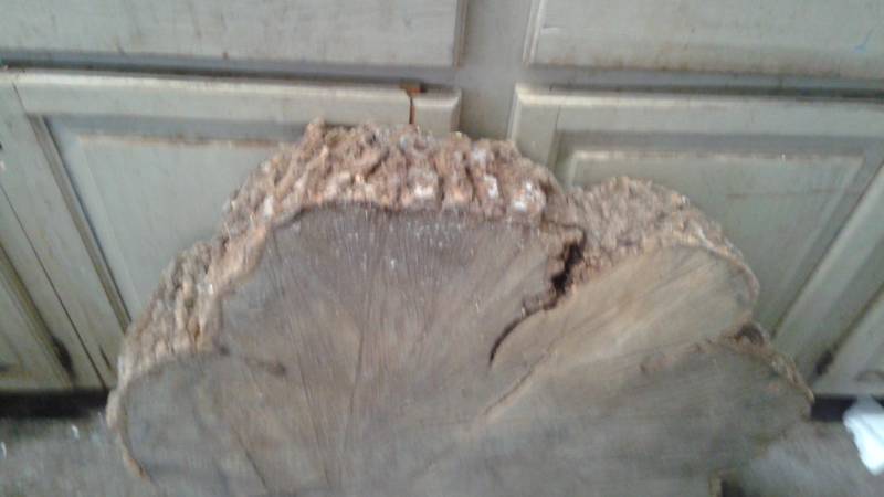 lot 118 image: Large Slice Of Wood From Tree, I Believe Oak, Has Wear To It