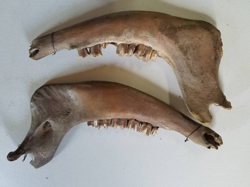 lot 34 image: Two large animal jaw bones