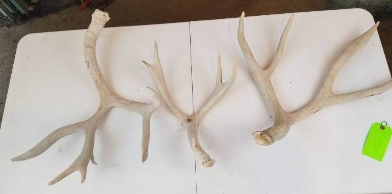 lot 129 image: 3 15 point Mule Deer Horns