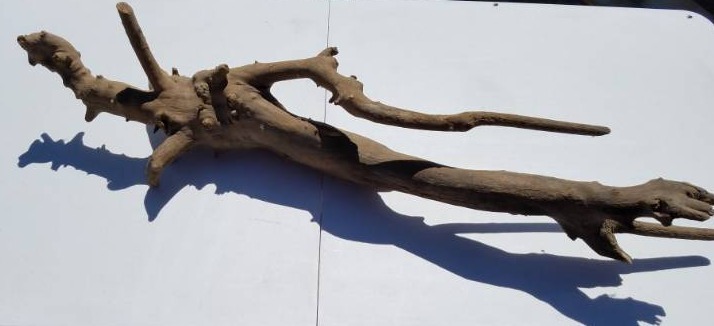 lot 137 image: Beaver Chewed River Drift Wood
