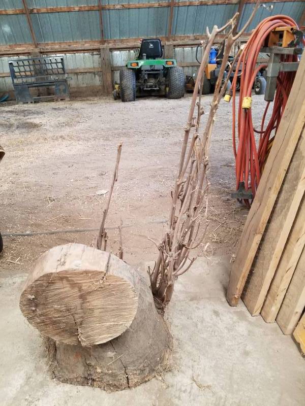 lot 160 image: Beaver Oak Stump for Yard Art