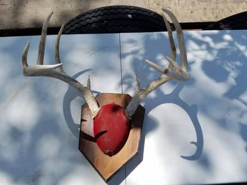 lot 193 image: 10 Point Deer Antlers with frame