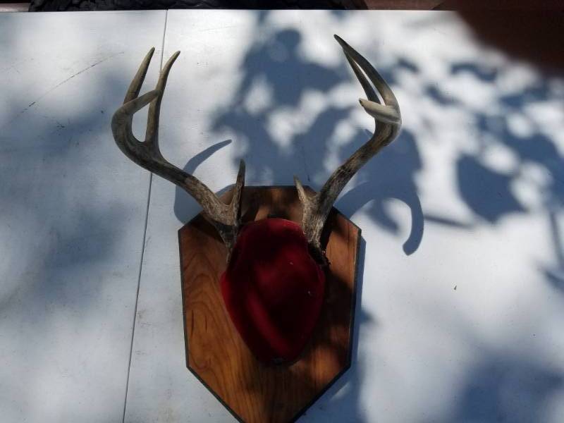 lot 194 image: 8 point Deer Antler framed