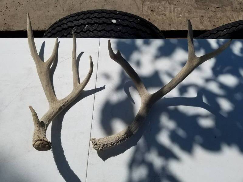 lot 195 image: 10 point Mule Deer Antlers