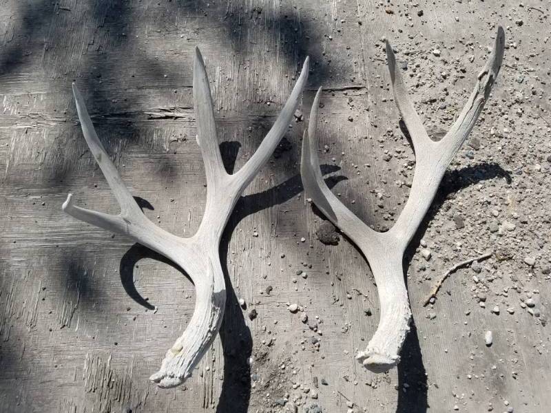 lot 196 image: 10 point Mule Deer Antlers