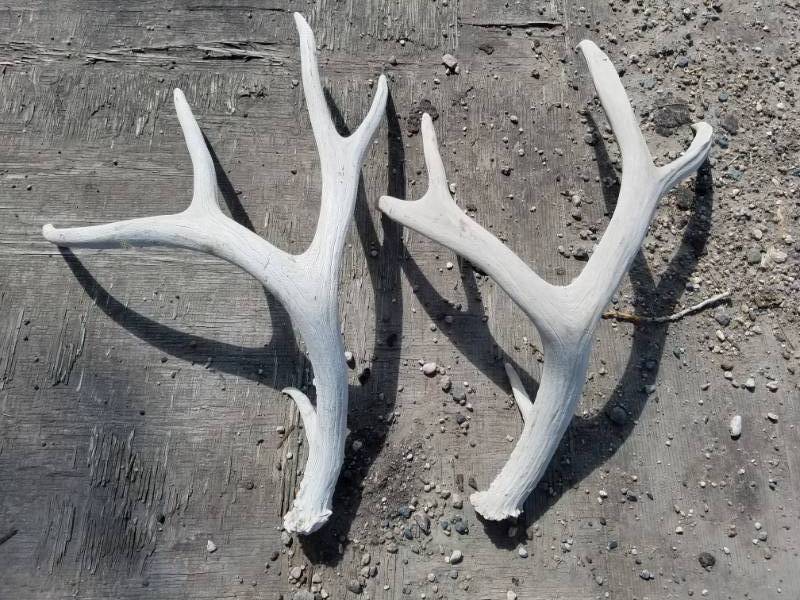 lot 197 image: 10 point Mule Deer Antlers