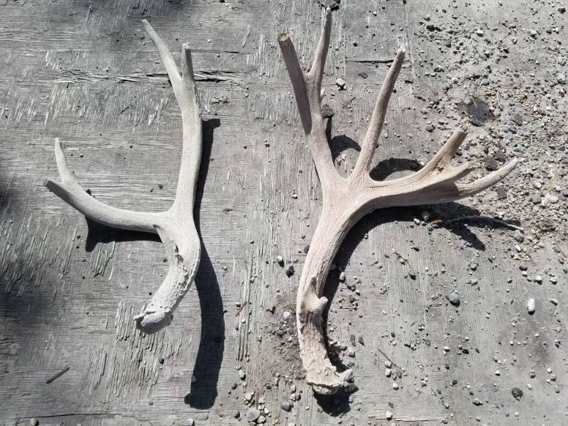 lot 198 image: 14 or so point Mule Deer Antlers
