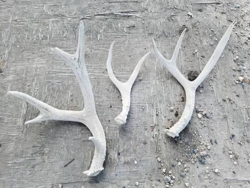 lot 200 image: lot of 3 Mule Deer Antlers