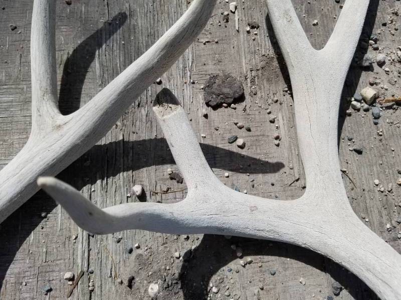 lot 199 image: 10 point Mule Deer Antlers