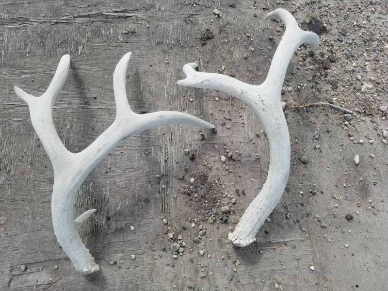 lot 202 image: 9 point Deer Antlers