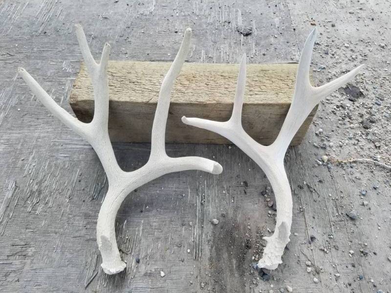 lot 203 image: 11 point Deer Antlers