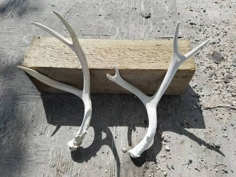 lot 204 image: 8 point Deer Antlers