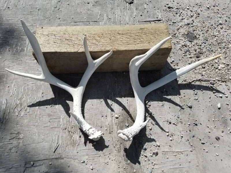 lot 206 image: 9 point Deer Antlers